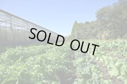 画像3: 【送料無料】【11/16　 20セット販売開始です♪】2025年　秋野菜 野菜2回セット　