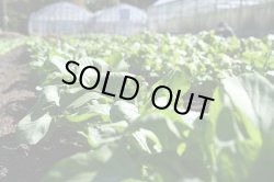 画像6: 【送料無料】【11/16　 20セット販売開始です♪】2025年　秋野菜 野菜2回セット　