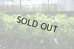 画像5: 【送料無料】【11/16　 20セット販売開始です♪】2025年　秋野菜 野菜2回セット　