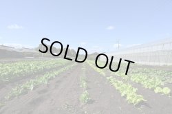 画像7: 【送料無料】【11/16　 20セット販売開始です♪】2025年　秋野菜 野菜2回セット　