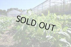 画像2: 【送料無料】【11/16　 20セット販売開始です♪】2025年　秋野菜 野菜2回セット　