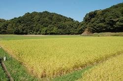 画像1: 【送料無料】【数量限定】2025年産　新米のおすそ分け！特別栽培米9.5キロ