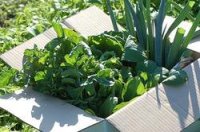 【送料無料】【10/12　 20セット販売開始です♪】2025年　秋野菜 野菜2回セット　新米　秋の舞２キロ入り