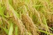 画像2: 【送料無料】【数量限定】2025年産　新米のおすそ分け！特別栽培米9.5キロ